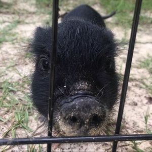 Meet your Posher, Adrienne